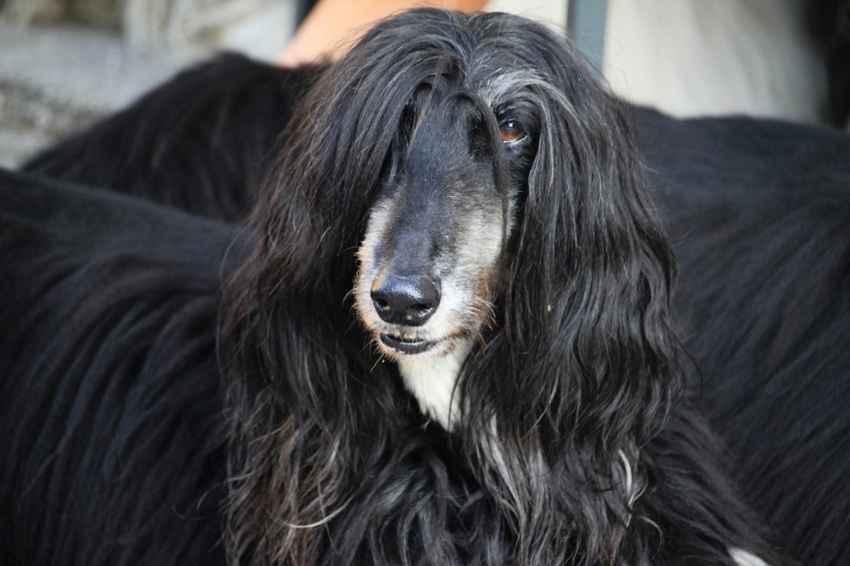 Afghan Hound with silky ears and a poised stance.