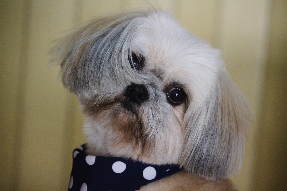 Shih Tzu with a dramatic side-eye and a ridiculous bedhead fluff.