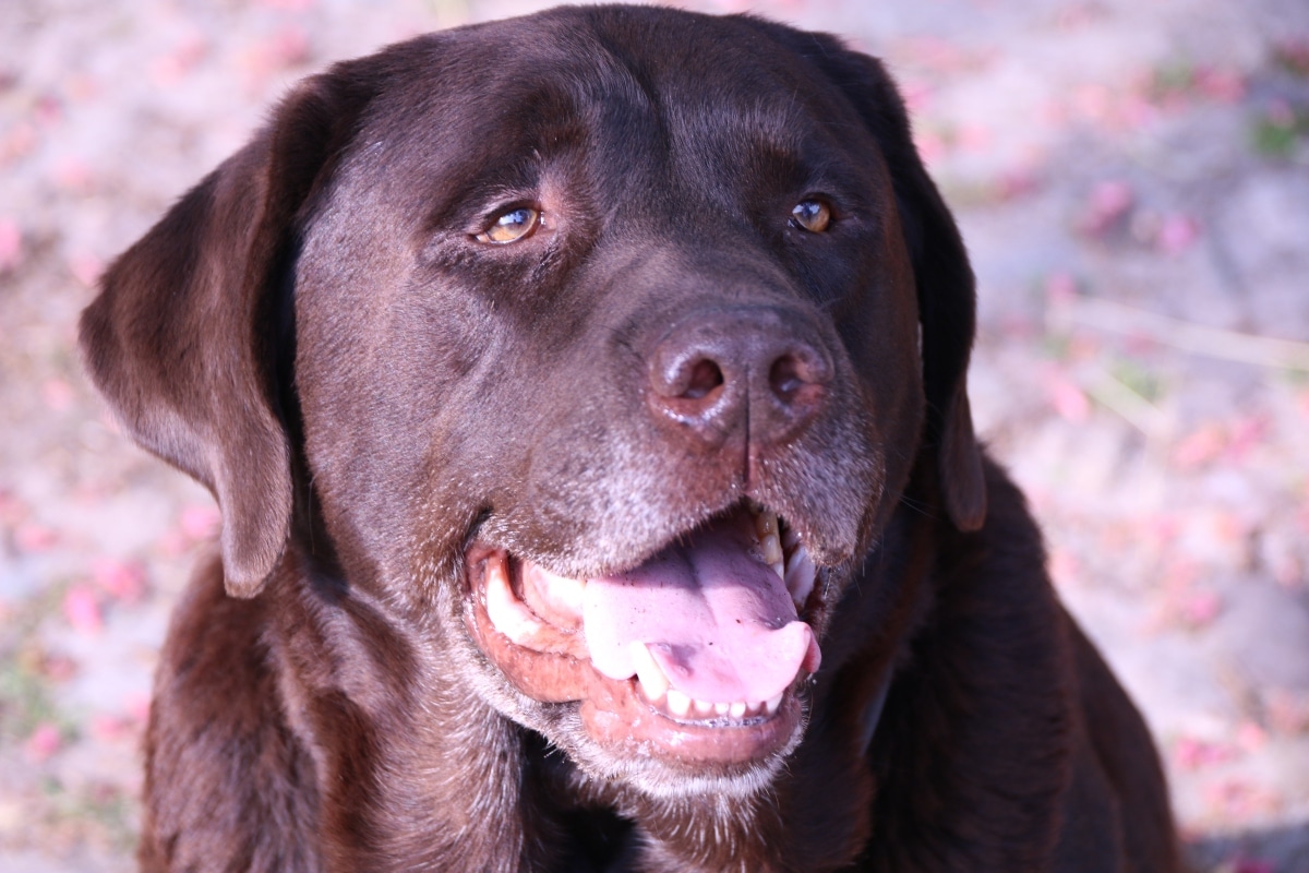Labrador Retriever with a big, goofy grin and sparkling, friendly eyes.