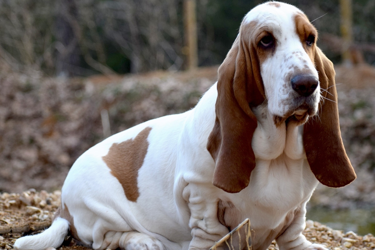Basset Hound with long, droopy ears and soulful eyes.