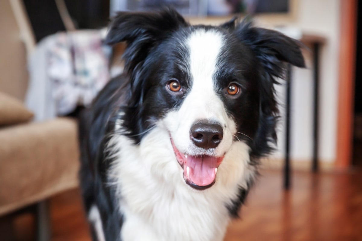Border Collie with intelligent, eager eyes ready for a new day.