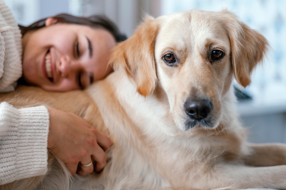 Golden Retriever resting gently, showing affectionate, calm, and soft loyalty.