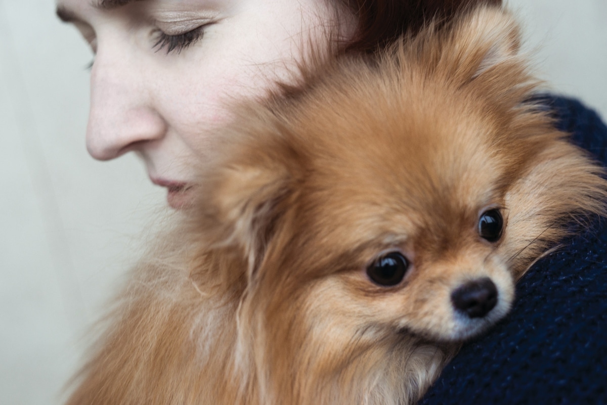 Pomeranian enjoying a hug, reflecting cuteness and gentle closeness.