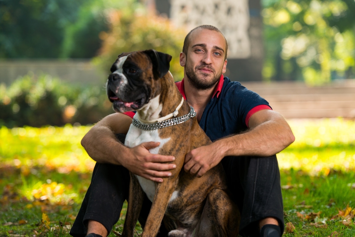 Boxer snuggling close, expressing goofy warmth and loyal affection.