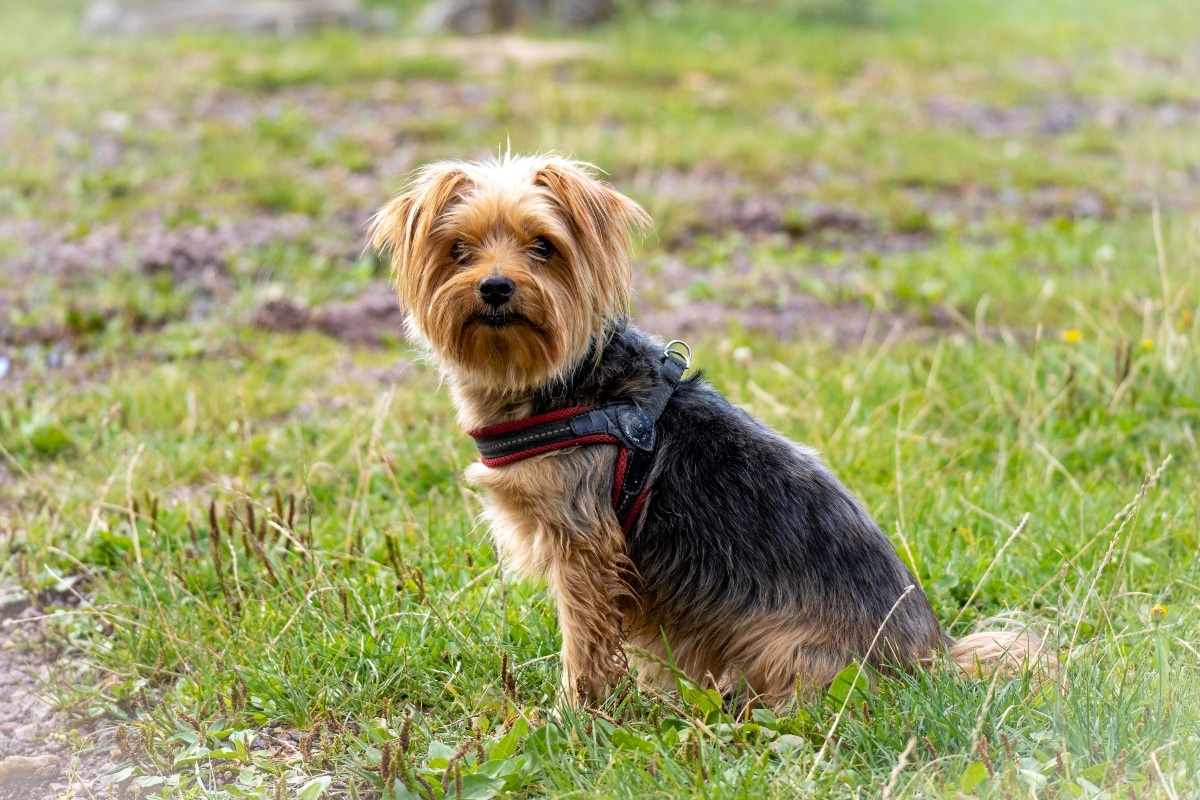  Yorkshire Terrier with a silky coat and a poised expression.