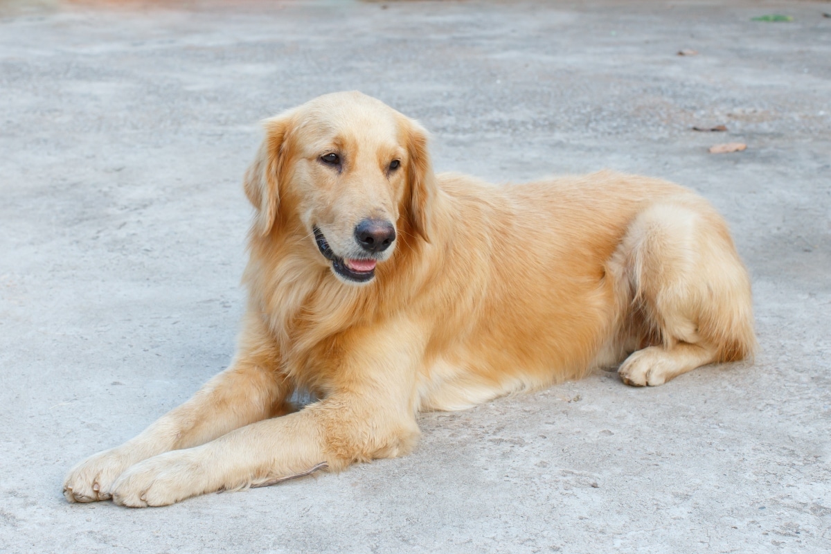  Golden Retriever chasing a toy, beaming with joyful, puppy-like energy.
