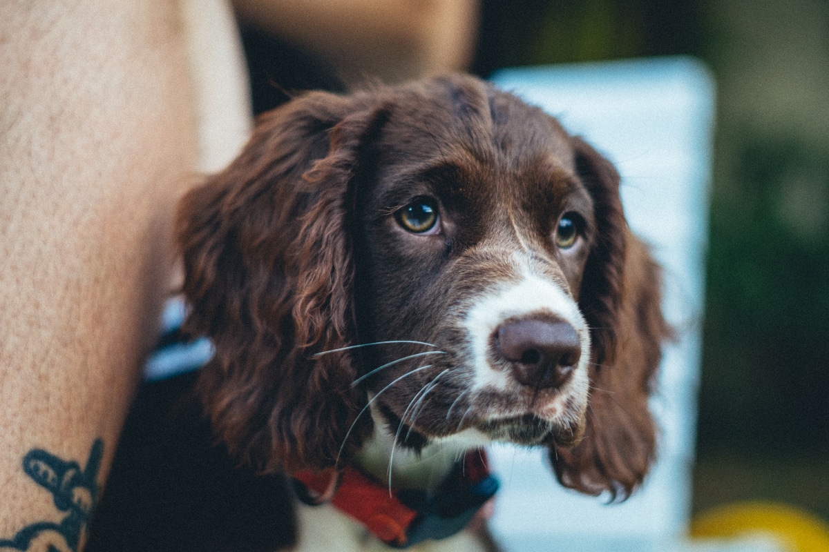 English Springer Spaniel watching intently, capturing eagerness and quick comprehension.