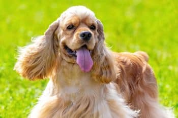 A dog with long, floppy ears and gentle eyes, radiating warmth and sweet-natured charm