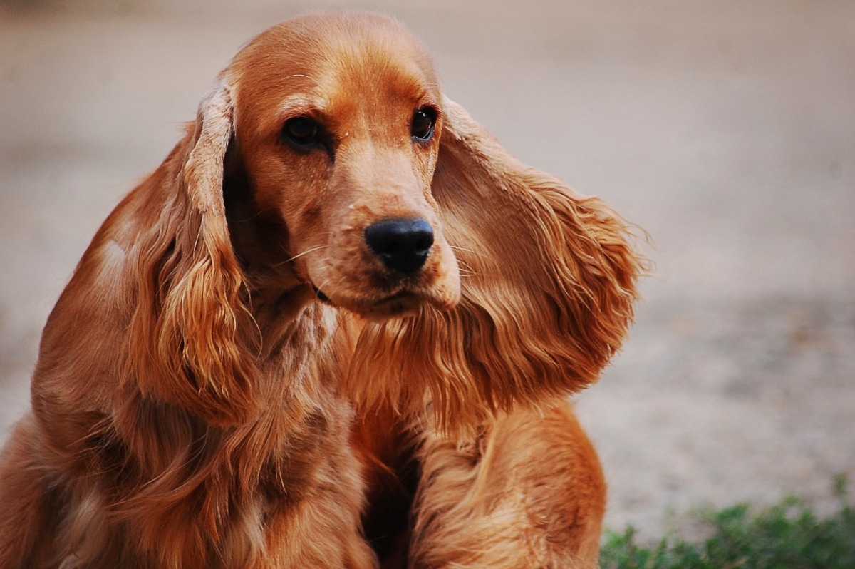 Cocker Spaniel with long ears resting peacefully, eyes soft and full of trust