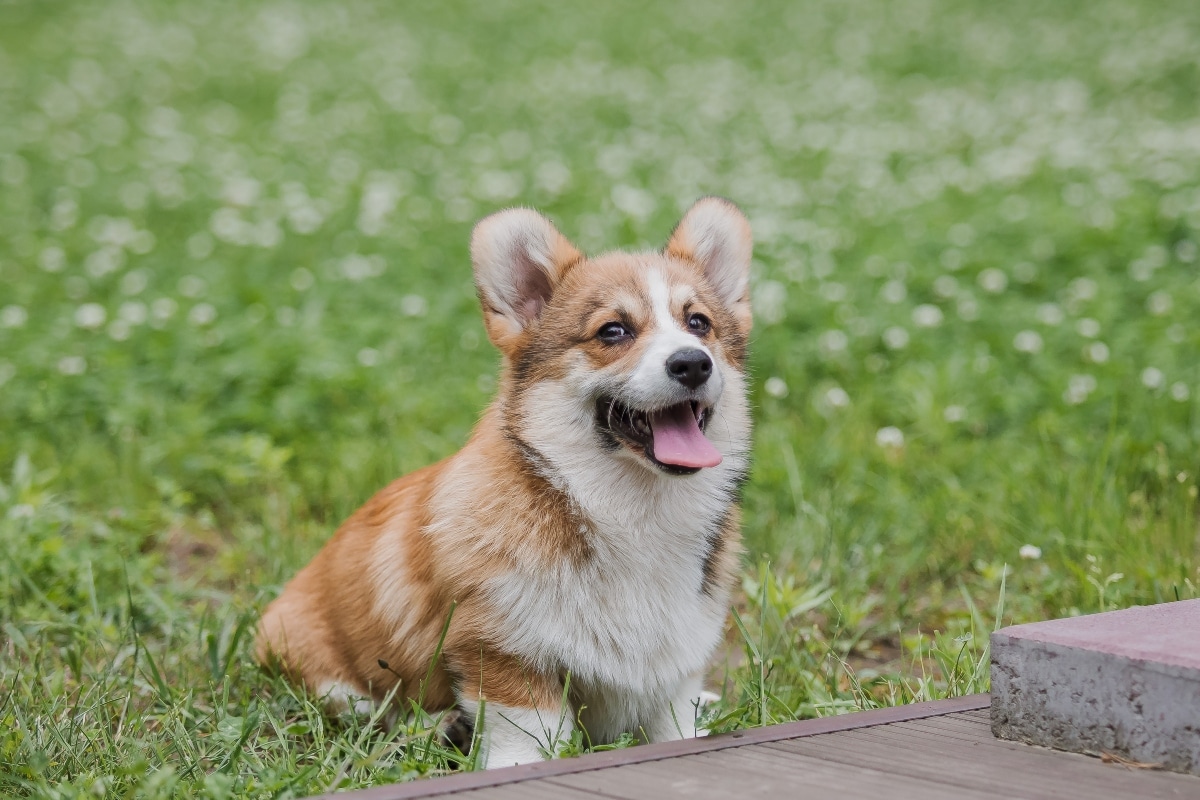  Pembroke Welsh Corgi standing alertly, cheerful energy evident.