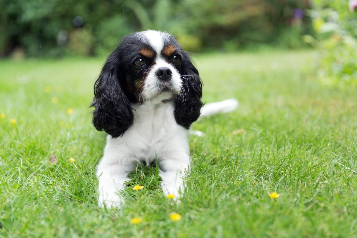 Best Puppy Dog Foods for Cavaliers