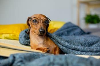 A playful dog mid-quirk, captured in a moment of hilarious, lovable weirdness.