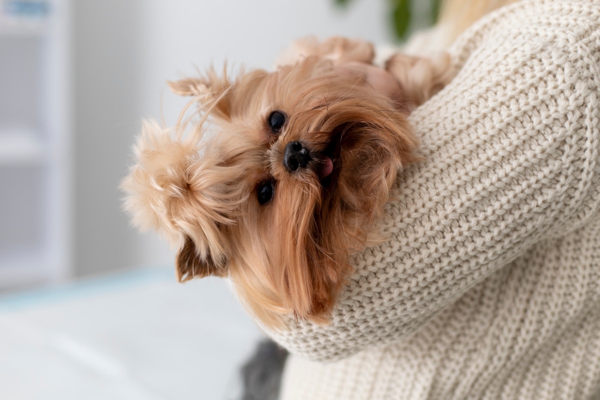 Shih Tzu nestled in the owner's arms, showcasing its loving and gentle temperament.