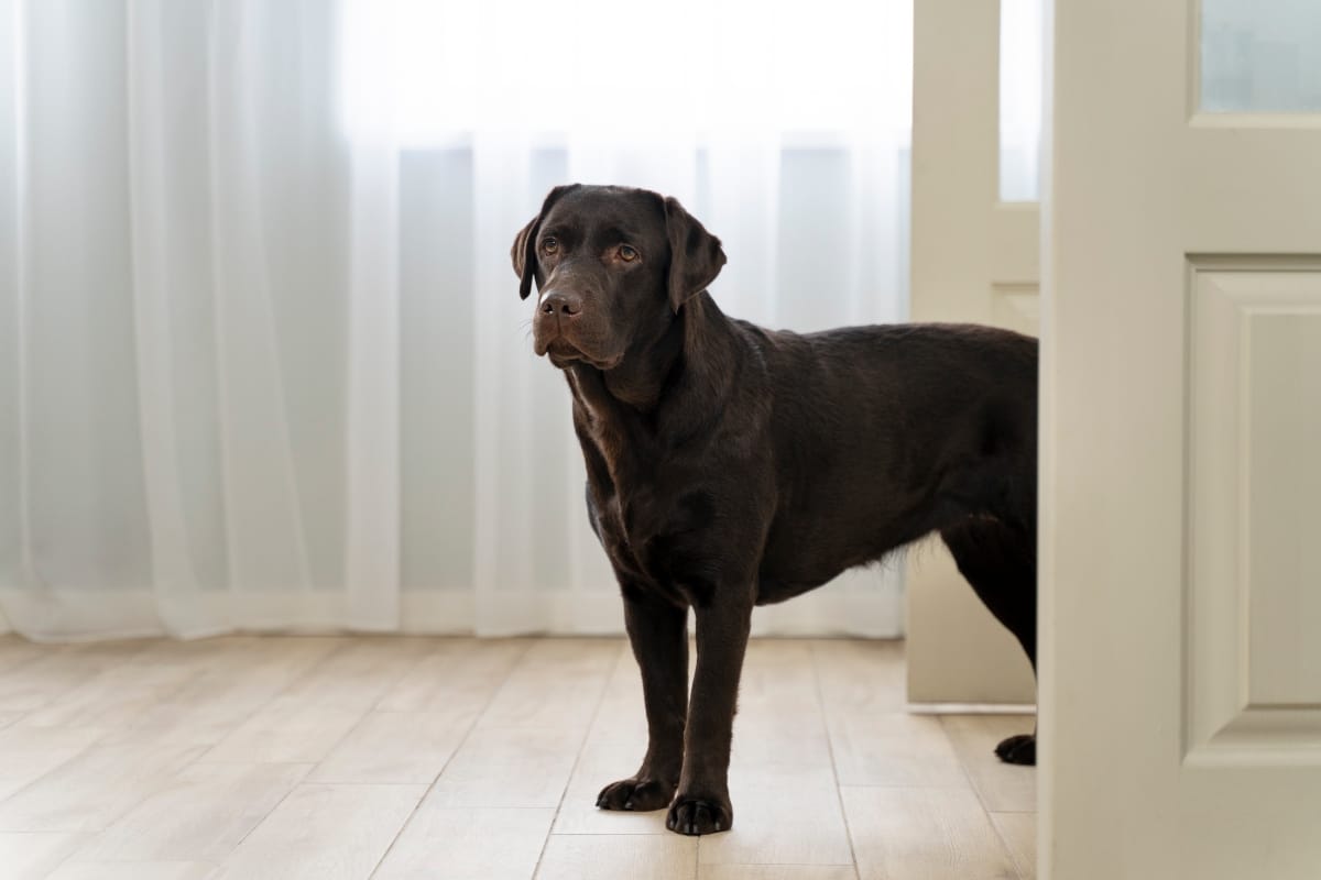 A devoted dog waiting patiently near a door, eyes full of loyalty and love.