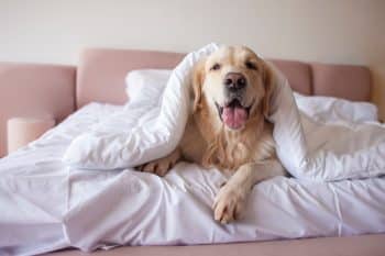 Loving dog curled up peacefully, radiating warmth and bedtime comfort.
