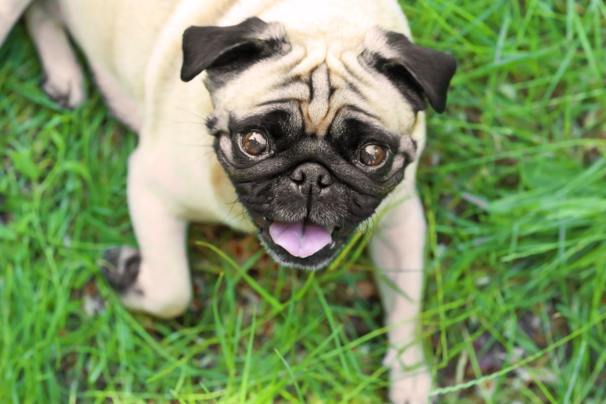 Pug mid-zoomie, radiating goofy energy and expressive weirdness.