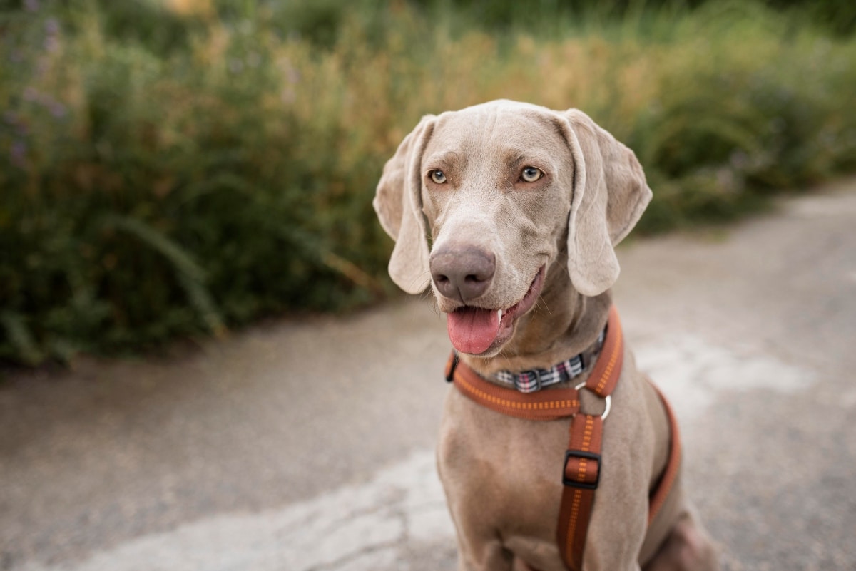 Weimaraner with floppy ears and a sleek profile.