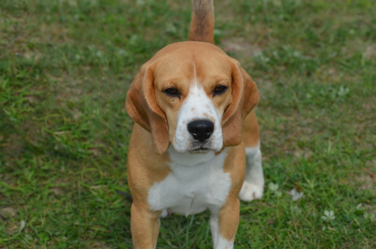 Beagle with floppy ears and an inquisitive expression.