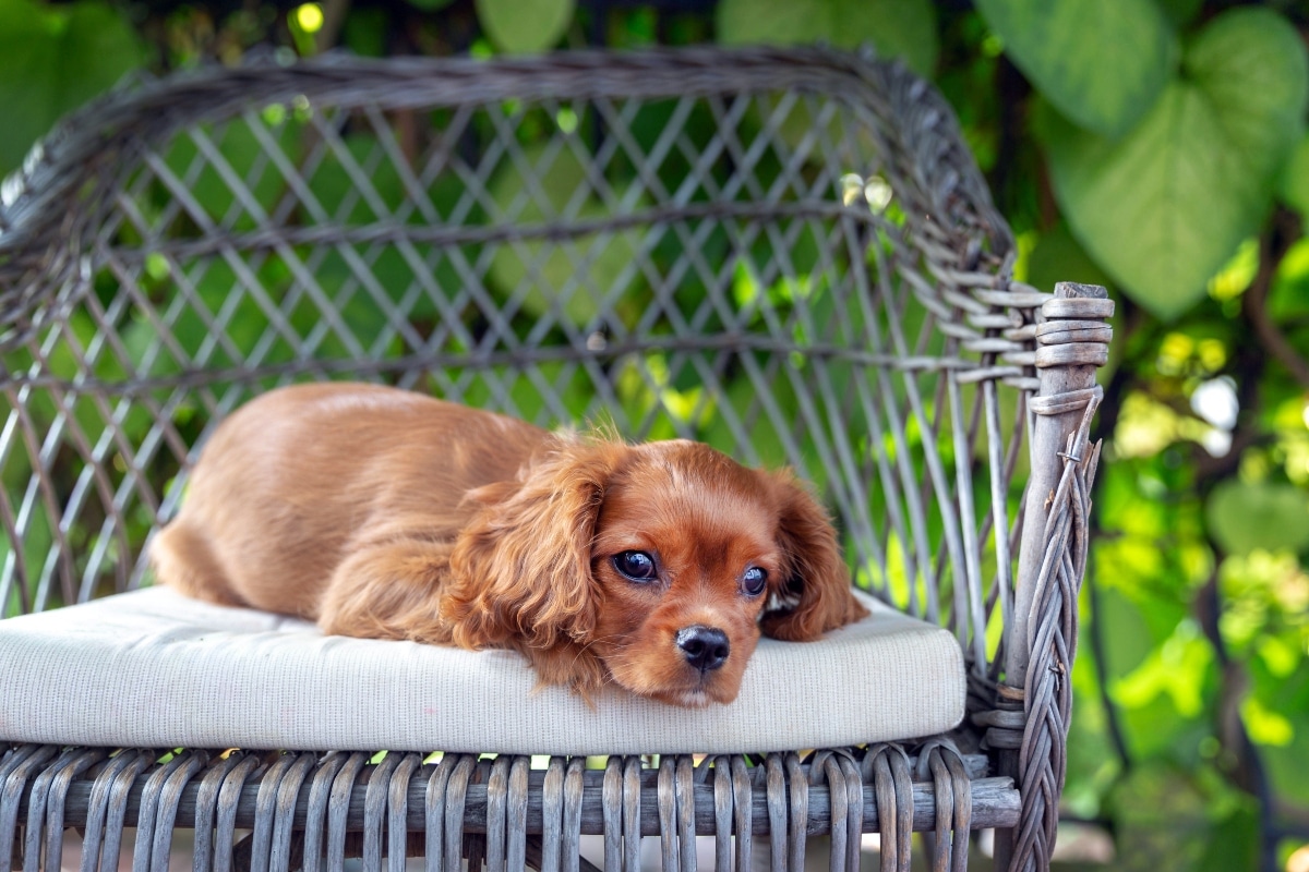 Cavalier King Charles Spaniel with soft, soulful eyes and loving posture.