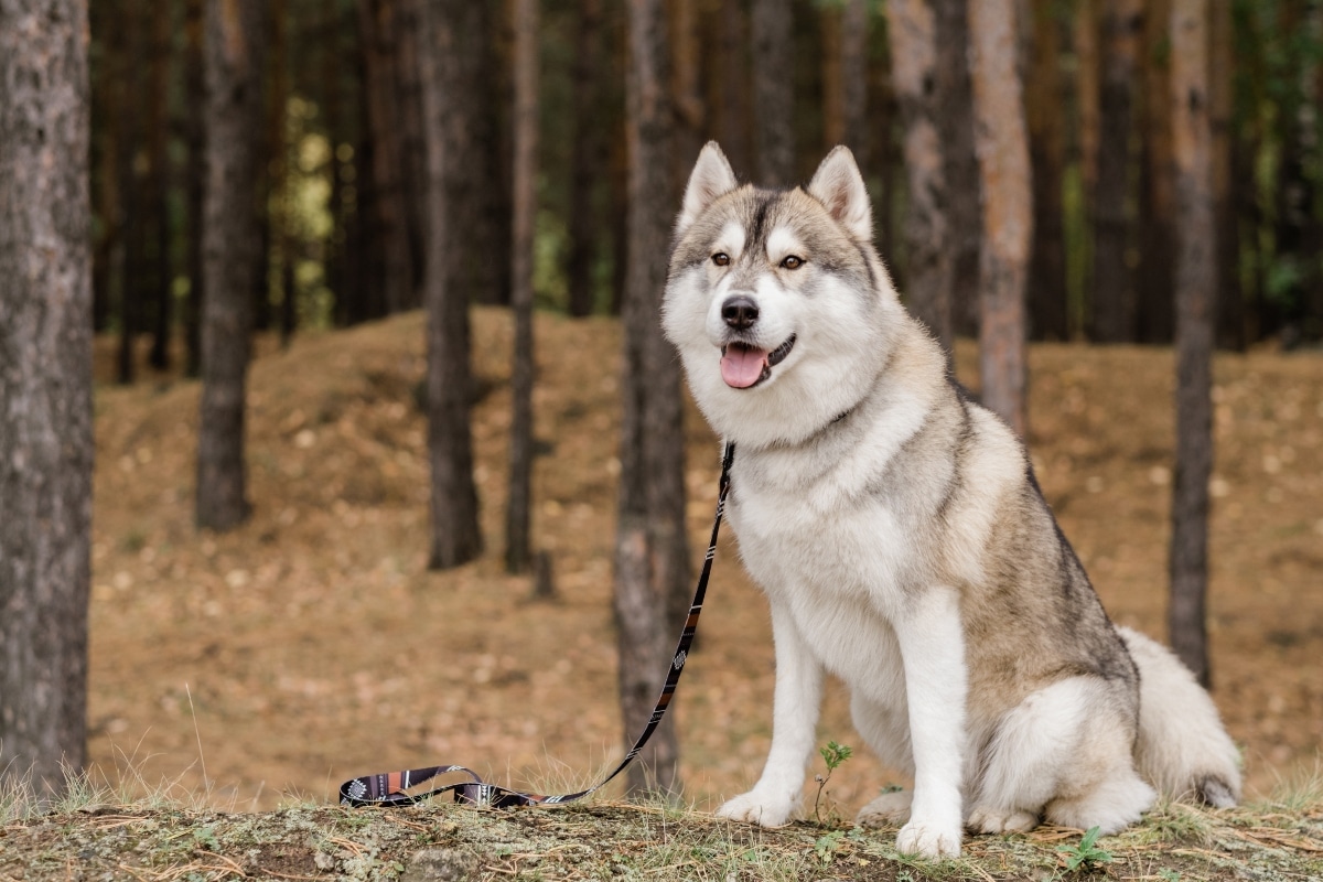 Siberian Husky mid-howl with expressive, talkative face.