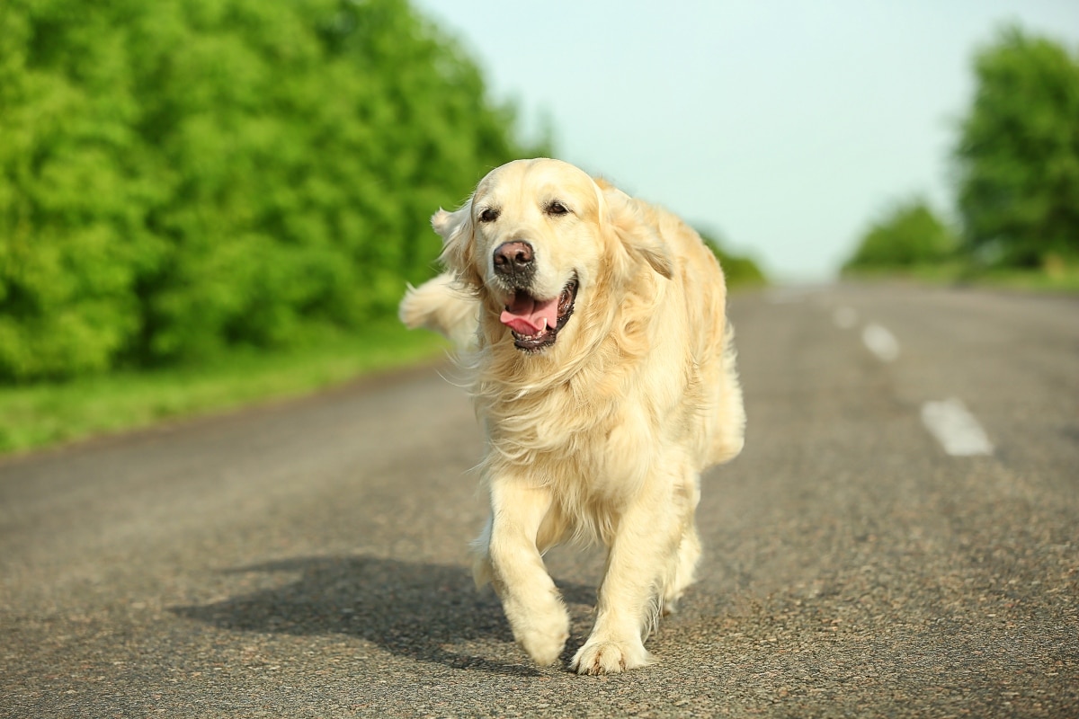 A happy dog beaming with a huge grin and bright eyes, ready to spread joy.