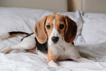 A serene dog with gentle eyes exudes empathy and quiet emotional presence.