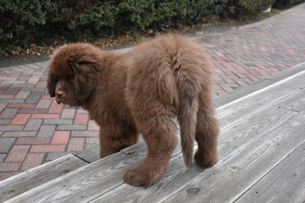 The Newfoundland is large and hairy with constant shedding.