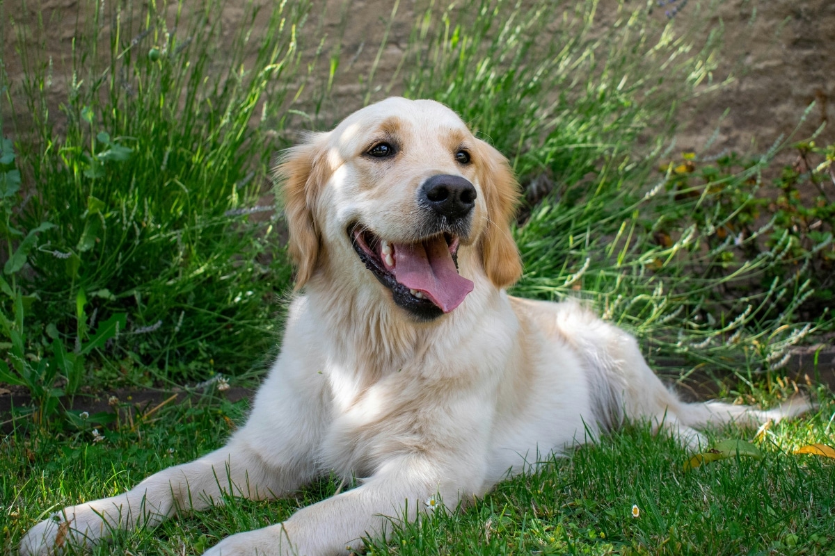Golden Retriever smiling sweetly, embodying affectionate family spirit.