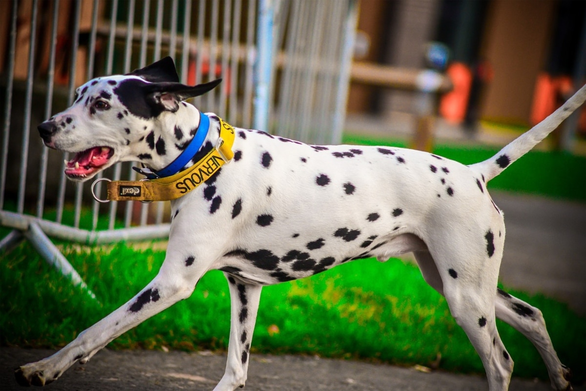 Dalmatian running alongside a bicycle on a paved path.