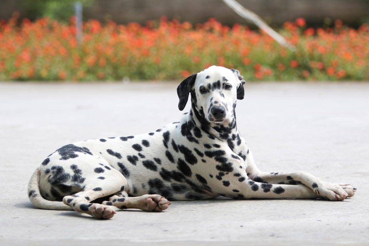Dalmatian glowing with playful confidence and spirited presence.
