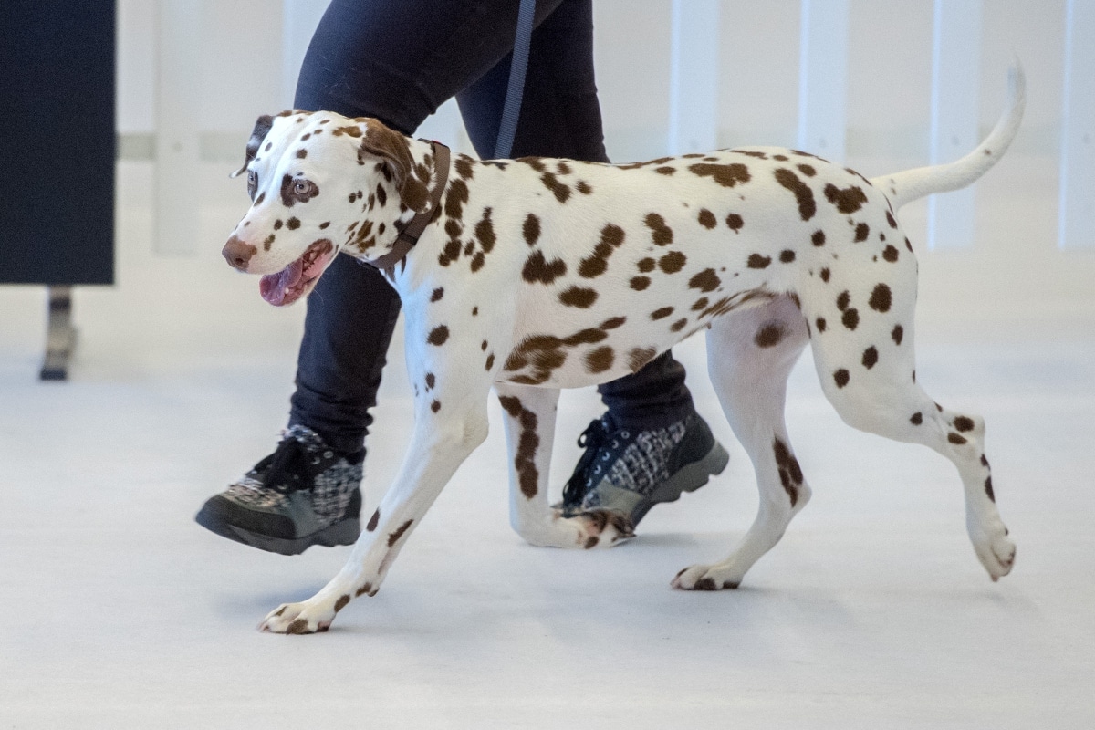 Dalmatian with sleek body and energetic stance walking confidently and gracefully