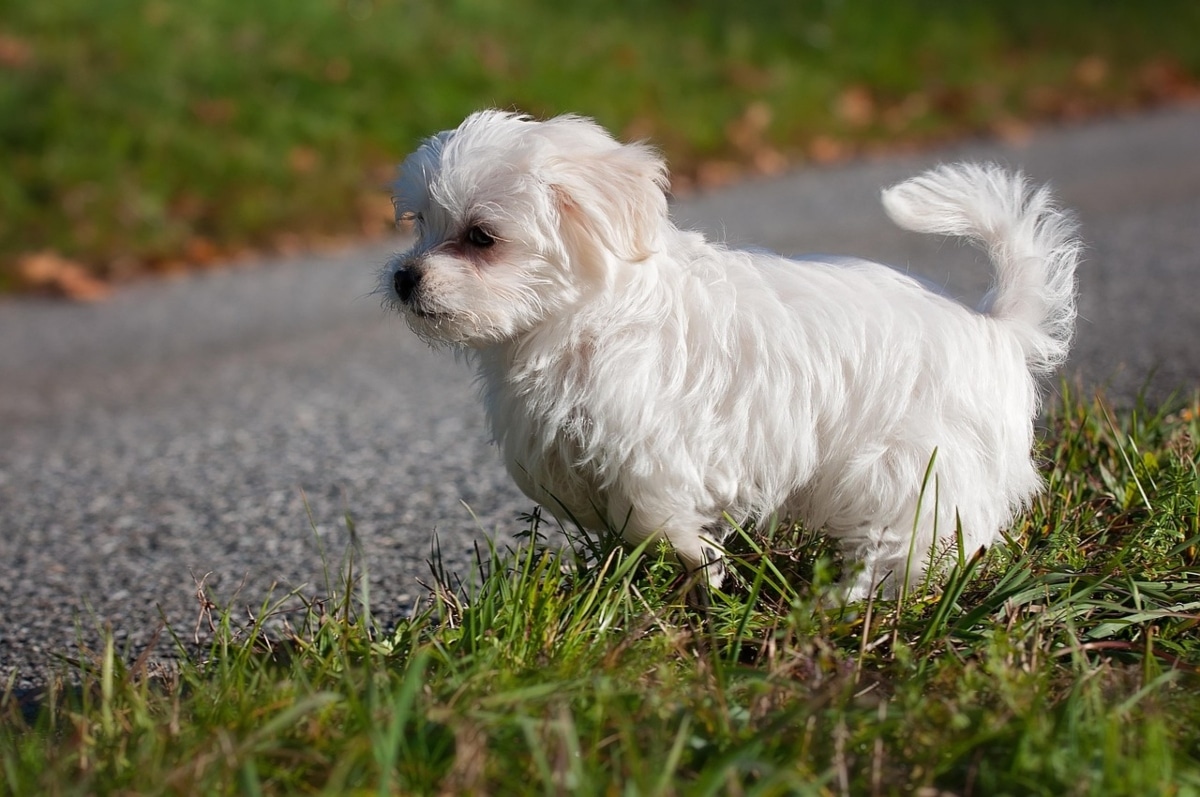Maltese with silky white fur, looking up lovingly with trusting eyes