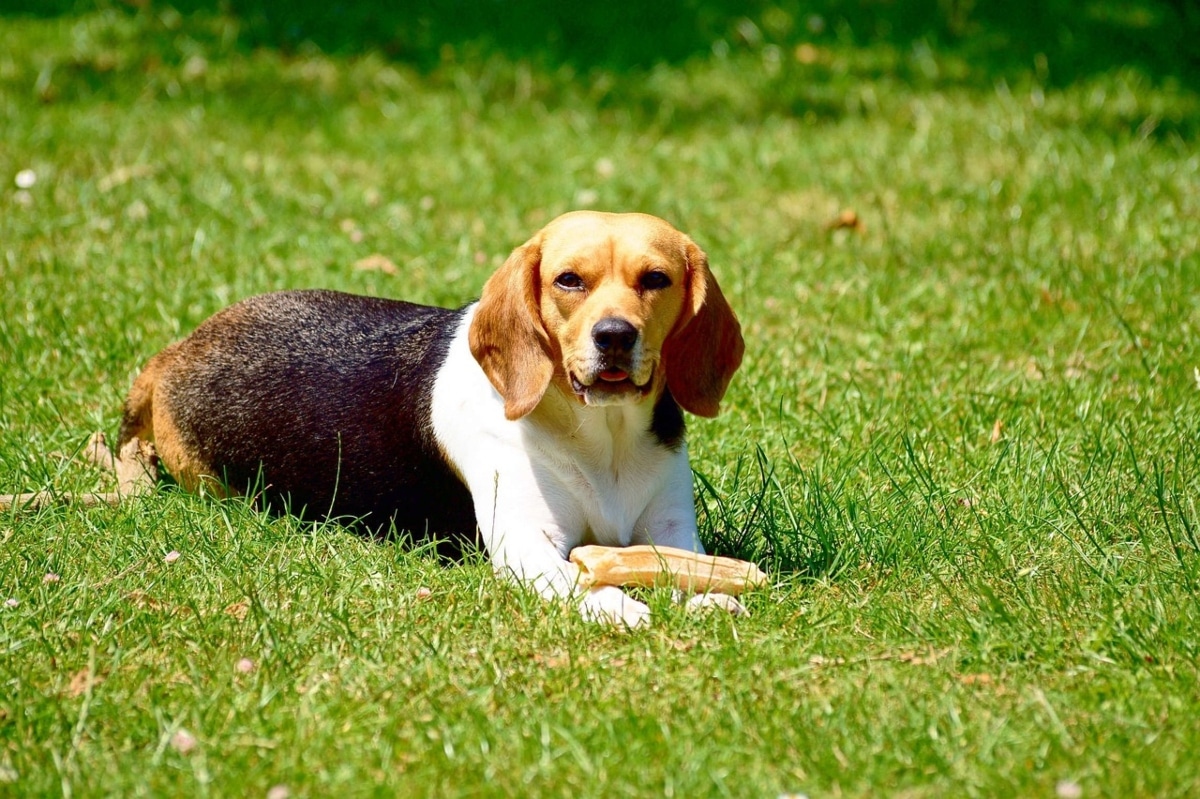 Beagle with an alert expression, showcasing curiosity and friendliness.