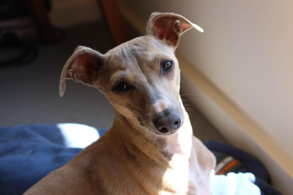 Italian Greyhound sitting close, reflecting elegant energy and dramatic charm.