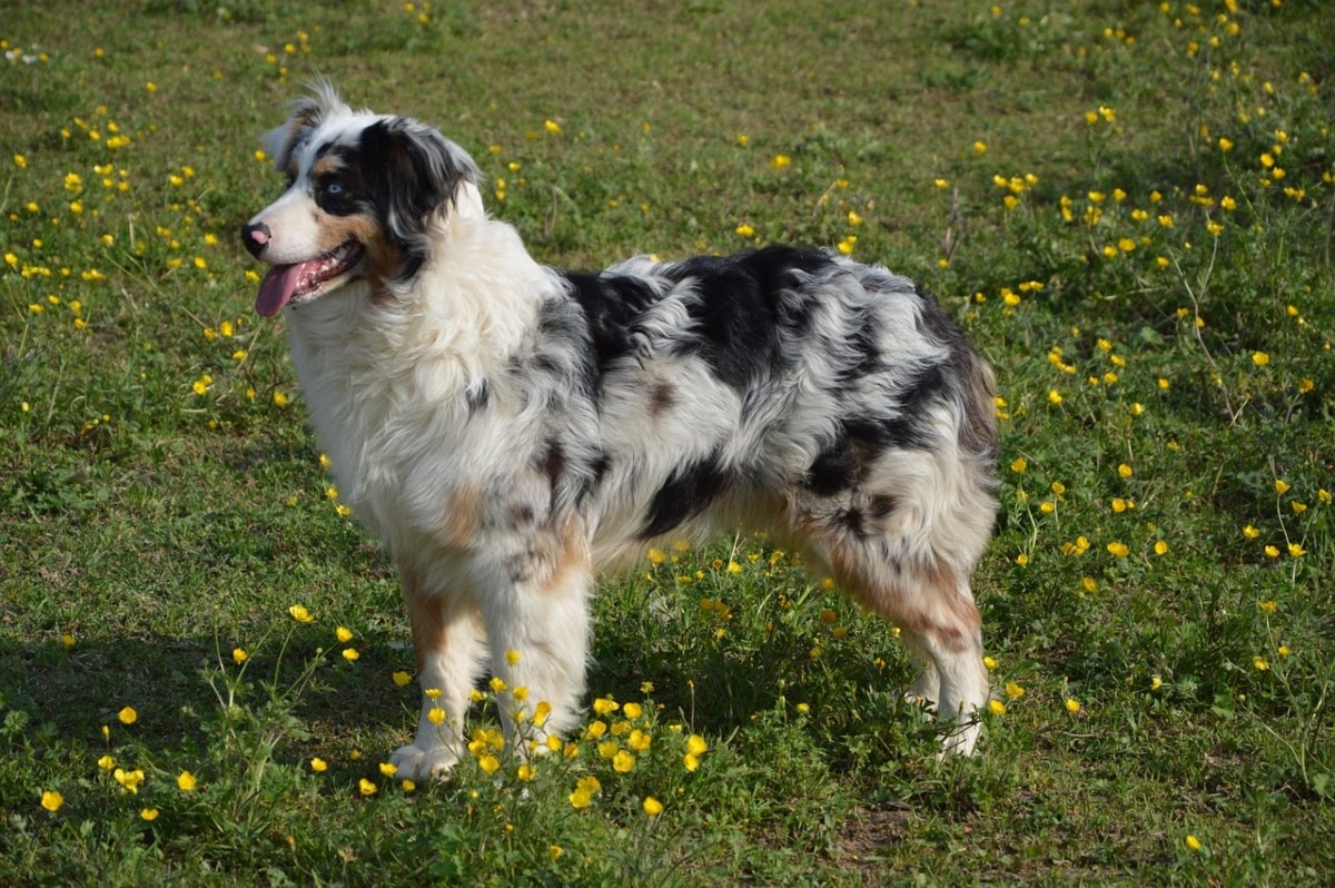 Australian Cattle Dog standing focused, showing mental sharpness and working energy.