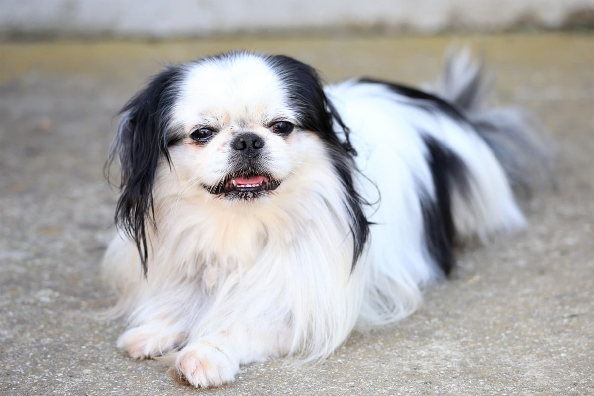 Japanese Chin held gently, reflecting dainty sweetness and calm attachment.