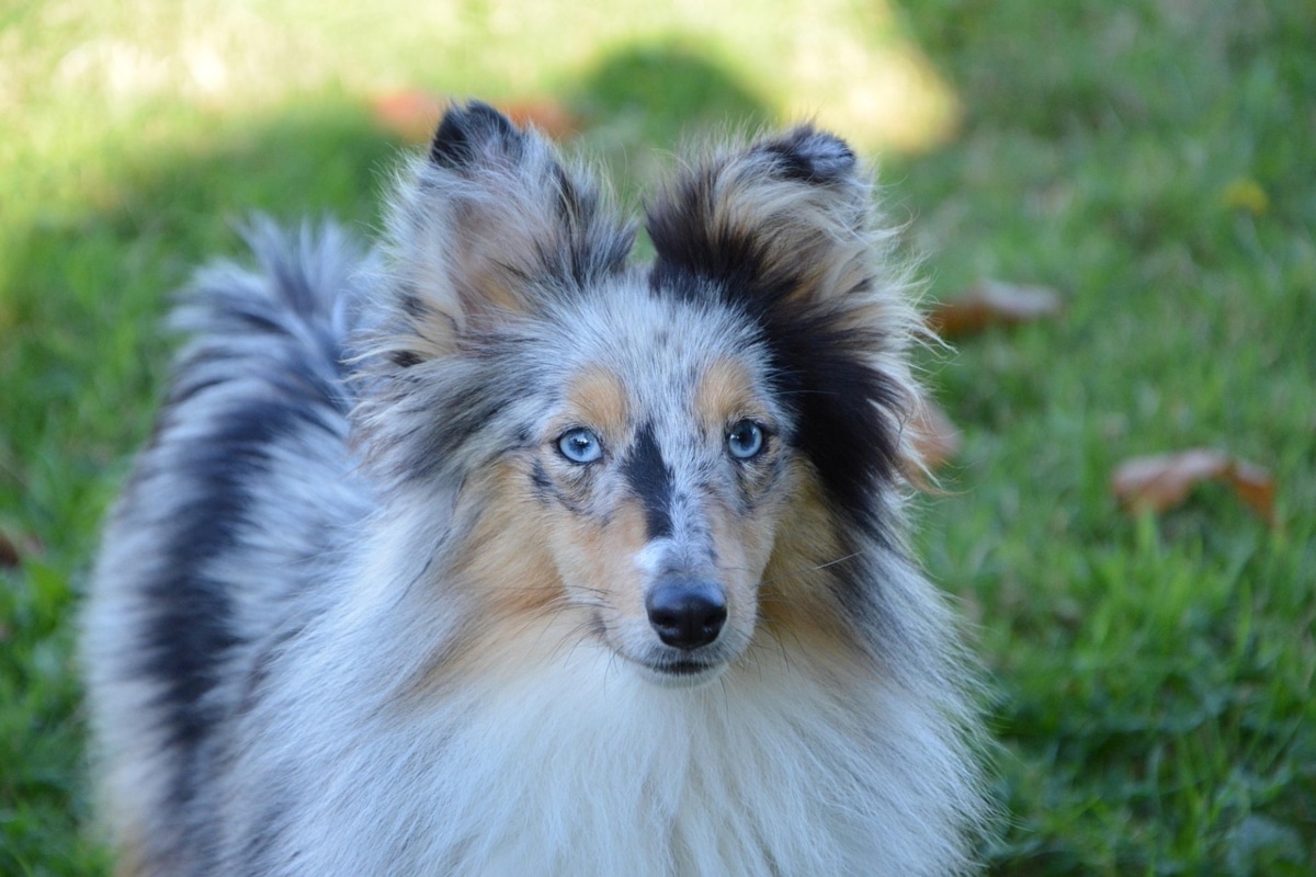 Shetland Sheepdog poised and attentive, reflecting quick learning and eager focus.