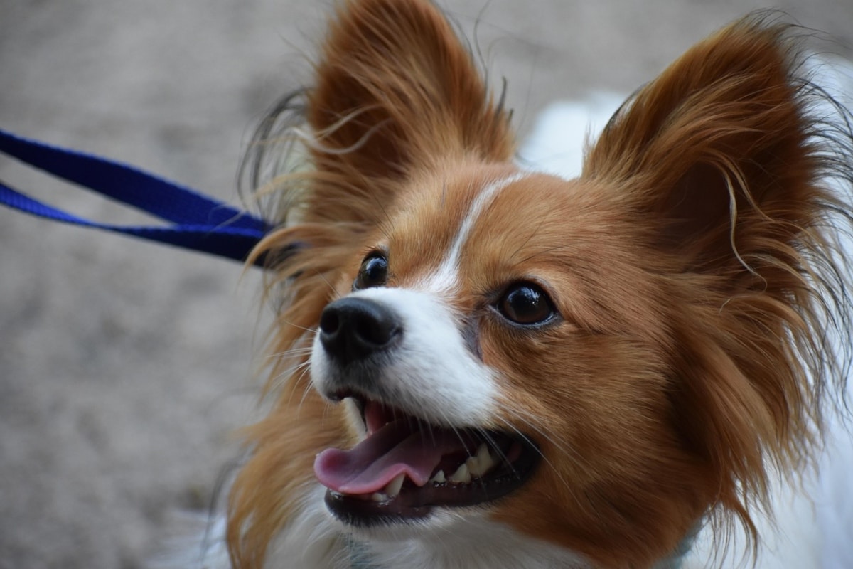 Papillon with upright ears and silky fur, offering a friendly and elegant charm