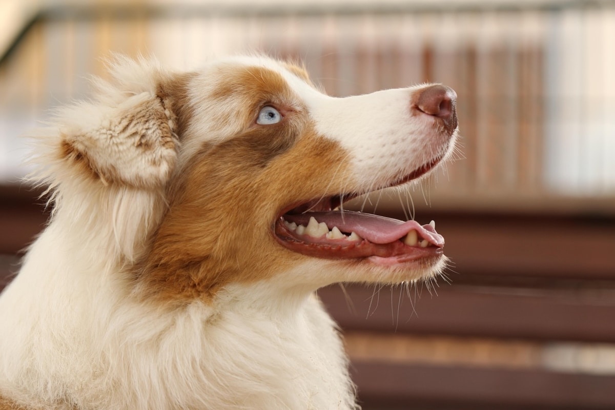 Australian Shepherd looking up, showing connection and loyal focus.