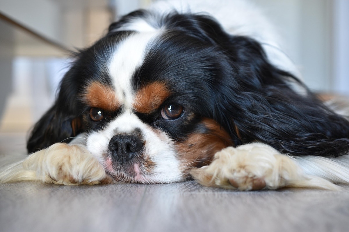 Cavalier King Charles Spaniel resting peacefully, radiating gentleness and affection