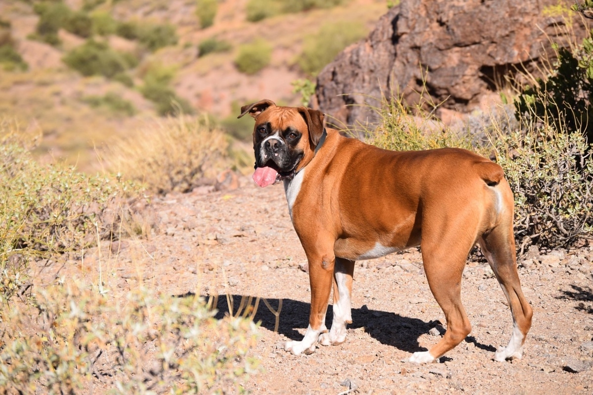Boxer with a wide-eyed look, full of playful energy and loyalty.