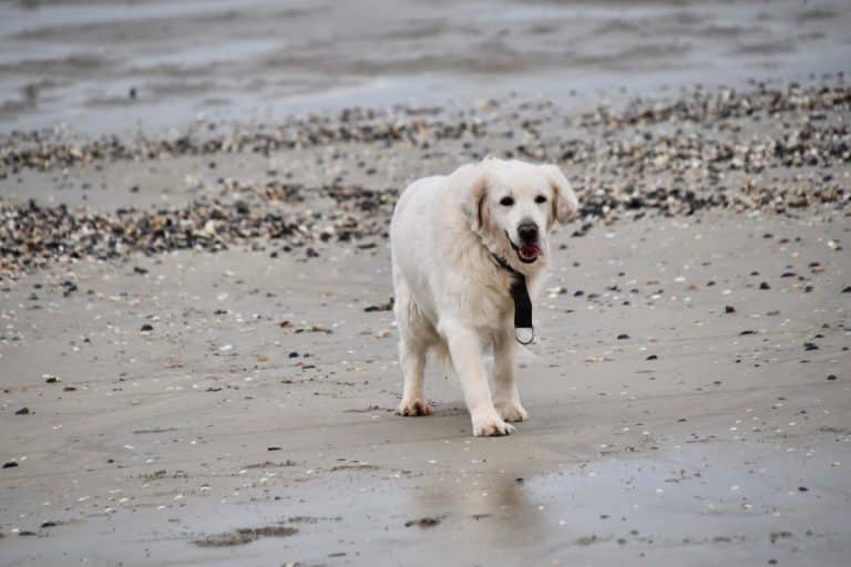 Sand Color Dog 13 Beachy Dog Breeds Who Love to Get Their Paws Sandy - iHeartDogs.com