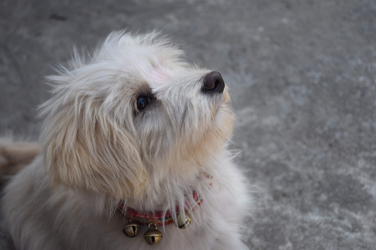 Lhasa Apso sitting calmly, long coat flowing with an alert but serene expression