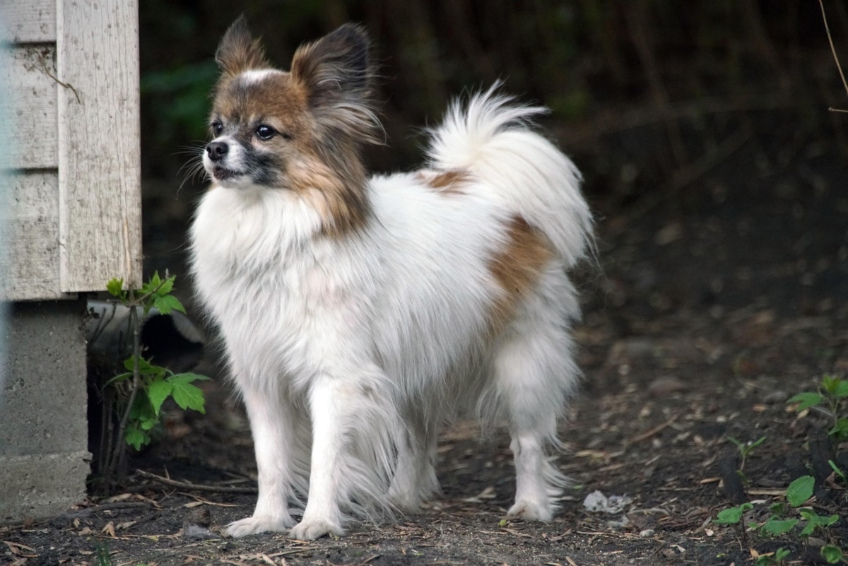 Papillon standing alert with a confident, determined look.