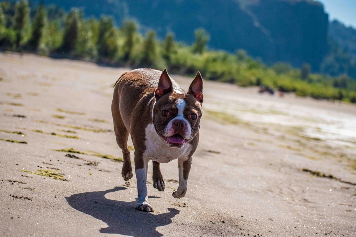 Boston Terrier with wide eyes, showing silly personality and quirky charm.