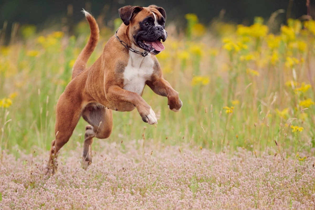 Boxer mid-jump with a wide grin and sparkling eyes full of mischief.