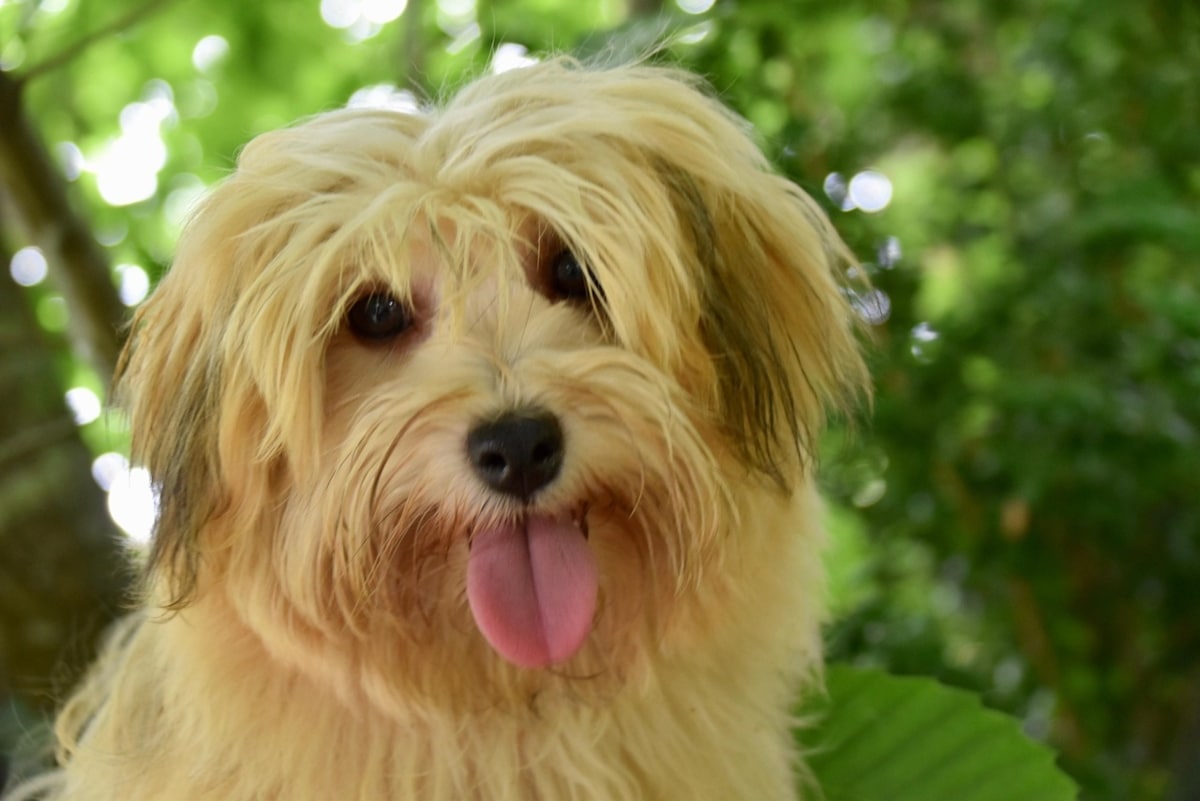 Havanese with soft eyes and wavy fur sitting peacefully, glowing with warmth and sweetness