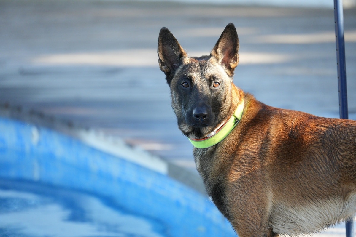 Belgian Malinois focused and ready, with an intense, protective gaze.