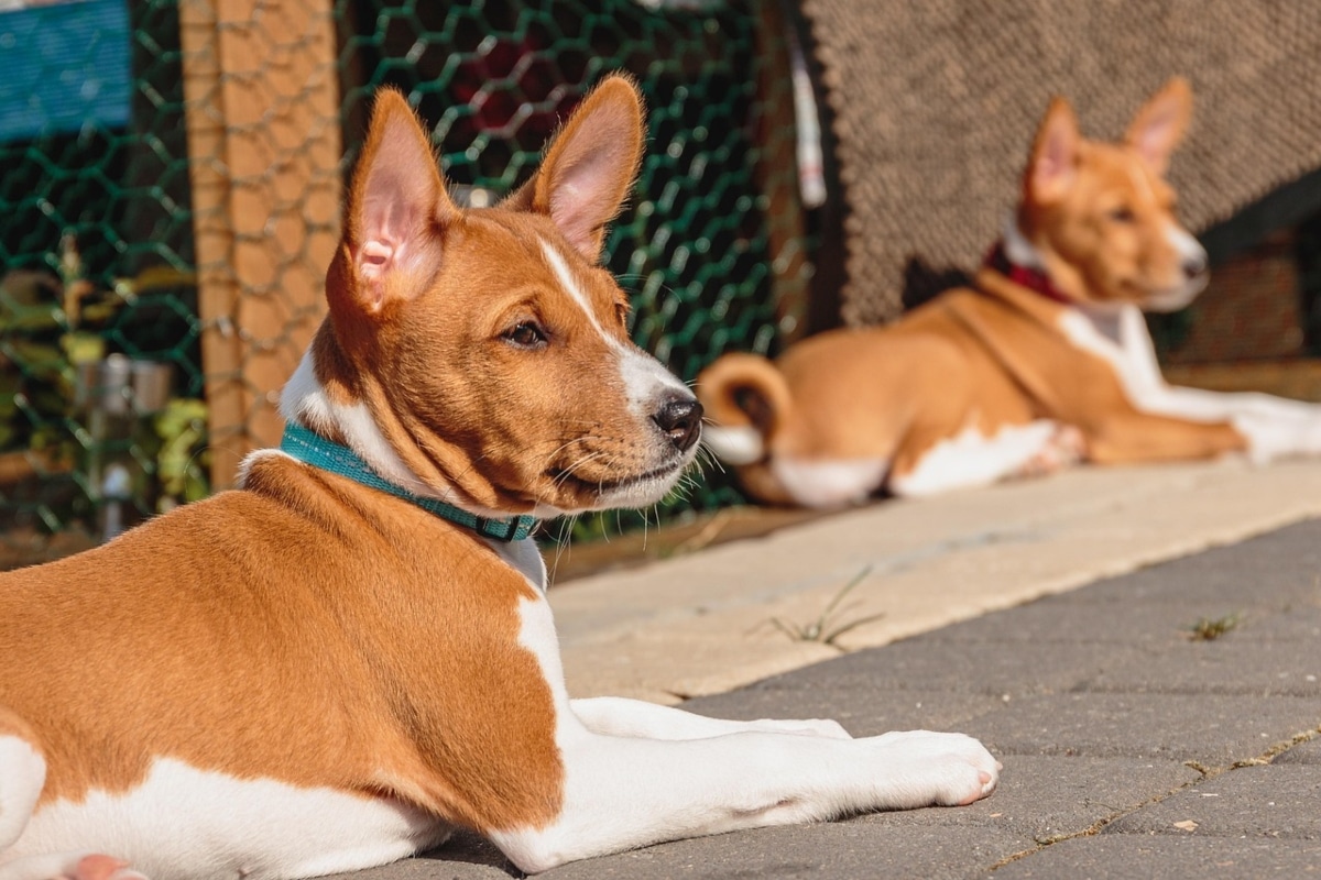 Basenji looking away thoughtfully, showing calm confidence and quiet curiosity.