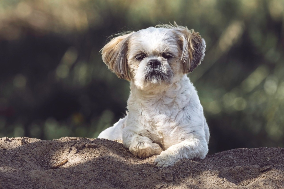 Shih Tzu sitting oddly, radiating dramatic flair and lovable weirdness.